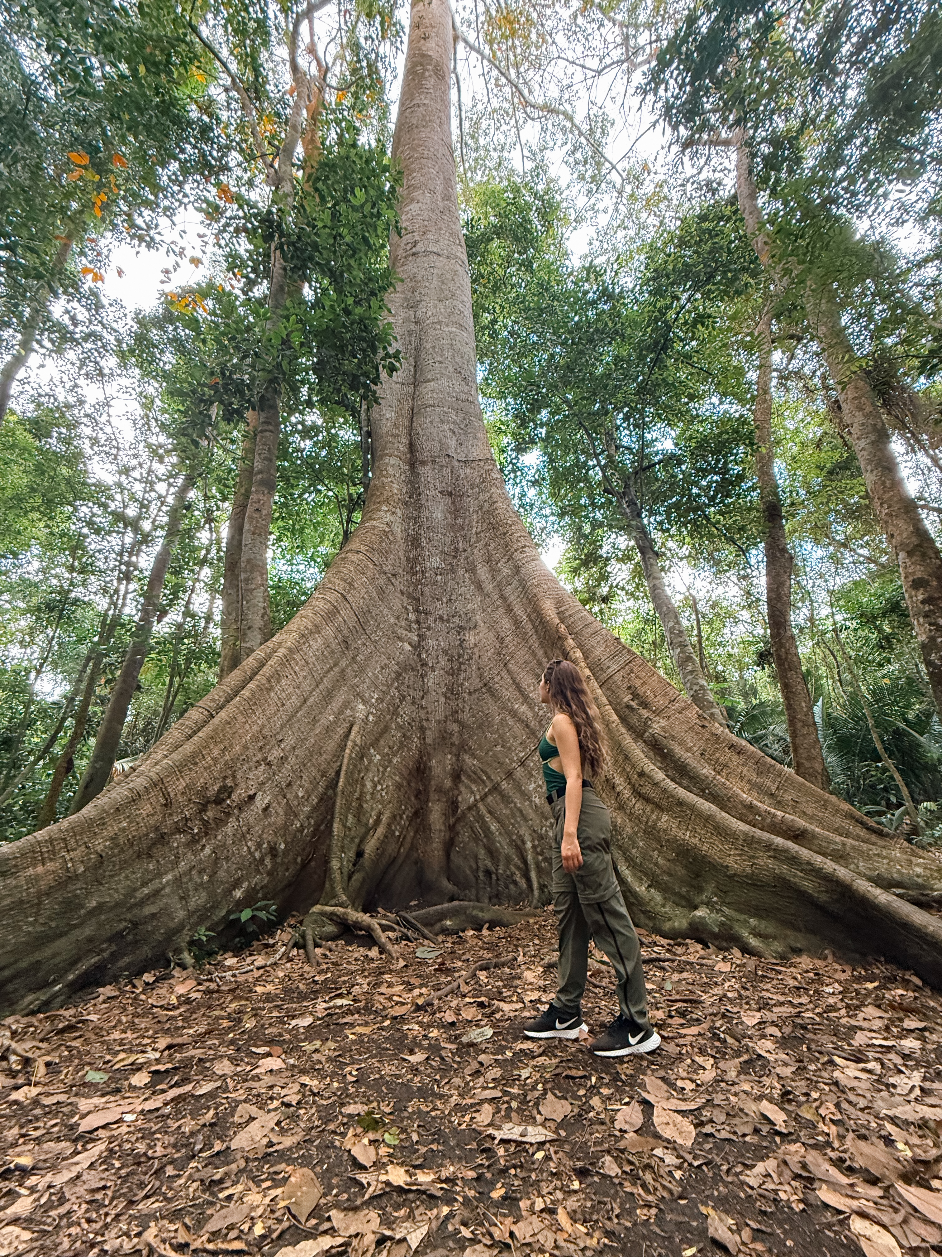 Amazôca